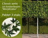 Lei-Amberboom - Classic - pakket 3 stuks + EXTRA'S!