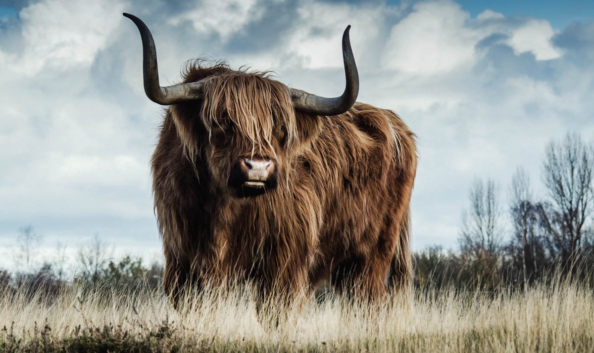 Schilderij - schotse hooglander - Collectie european wildlife - Dibond wit - 118x70cm