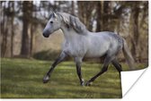 Poster Paard - Schimmel - Gras - 120x80 cm