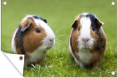 Muurdecoratie Twee cavia's - 180x120 cm - Tuinposter - Tuindoek - Buitenposter