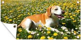 Affiche de jardin Beagle couché parmi les fleurs jaunes 60x30 cm - petit - Toile de jardin / Toile d'extérieur / Peintures d'extérieur (décoration de jardin)