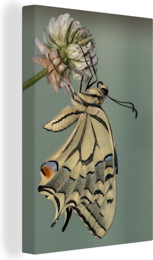 Canvas Schilderij Close-up van een koninginnenpage vlinder - 60x90 cm - Wanddecoratie