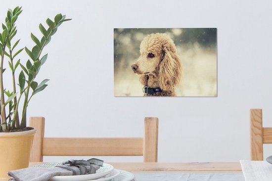 Caniche Witte dans la neige 30x20 cm - petit - Tirage photo sur toile (Décoration murale salon / chambre) / Peintures sur toile pour Animaux domestiques