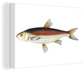 Canvas Schilderij Vis - Karper- Realisme - 60x40 cm - Wanddecoratie
