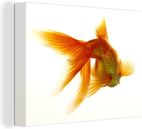 Les poissons rouges devant un fond blanc toile 2cm 80x60 cm - impression photo sur toile peinture Décoration murale salon / chambre à coucher) / Animaux sauvages Peintures Toile