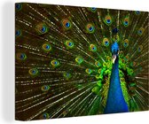 Une photo incomparable d'un paon vert à la queue déployée Toile 180x120 cm - Tirage photo sur Toile (Décoration murale salon / chambre) XXL / Groot format!