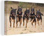 Canvas Schilderij Rennende Rottweilers op een rij - 60x40 cm - Wanddecoratie