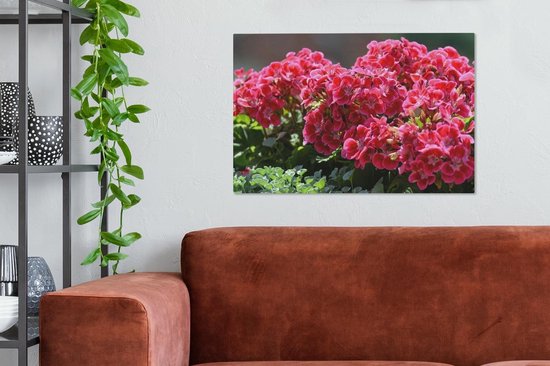 Fleurs de géranium dans un jardin Toile 60x40 cm - Tirage photo sur toile (Décoration murale salon / chambre)