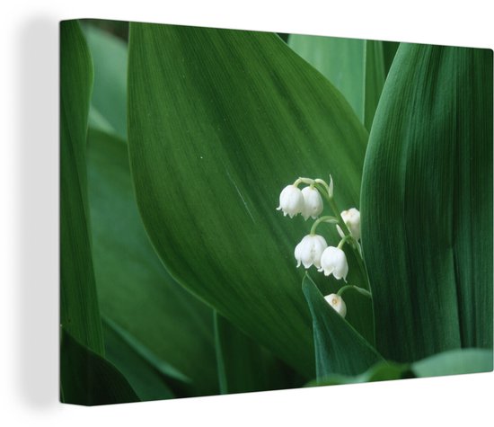 Feuilles vert foncé autour du muguet sur toile 30x20 cm - petit - Tirage photo sur toile (décoration murale salon / chambre)