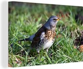 A Fieldfare dans l'herbe toile 180x120 cm - Tirage photo sur toile (Décoration murale salon / chambre) XXL / Groot format!