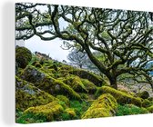 Arbre moussu dans le parc national de Dartmoor en Angleterre Toile 120x80 cm - Tirage photo sur toile (Décoration murale salon / chambre)