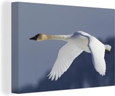 Un cygne trompette vole avec les montagnes floues en arrière-plan Toile 120x80 cm - Tirage photo sur toile (Décoration murale salon / chambre)