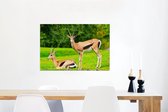 Canvas Schilderij Gazelle - Gras - Dieren - 90x60 cm - Wanddecoratie