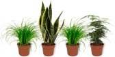 Set van 4 Kamerplanten - 2x Cyperus Zumula & 1x Asparagus Plumosus & 1x Sansevieria Superba 12cm - ± 25cm hoog - 12cm diameter