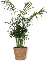 Kamerplant Chamaedorea – Mexicaanse Dwergpalm - ± 30cm hoog – 12 cm diameter - in bijpassende mand