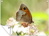 Tuin decoratie Zandoogje vlinder verlicht door de zon - 40x30 cm - Tuindoek - Buitenposter