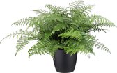 Varen van Botanicly – Asplenium incl. sierpot zwart als set – Hoogte: 55 cm – Asplenium Parvati