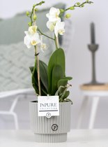 Orchidee van Botanicly – Vlinder orchidee in witte keramische pot als set – Hoogte: 40 cm, 1 tak – Phalaenopsis multiflora