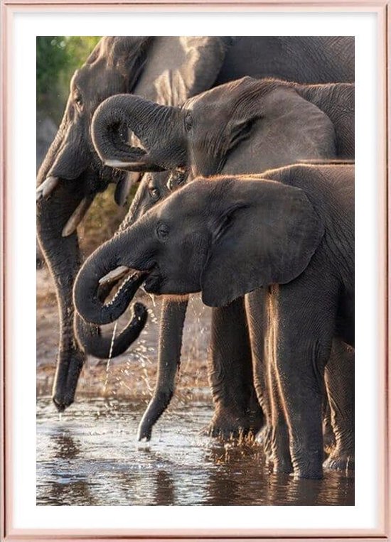 Poster Met Metaal Rose Lijst - Afrikaanse Olifanten Poster