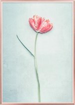 Poster Met Metaal Rose Lijst - Lente Tulp Poster