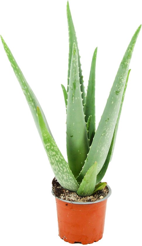 ZynesFlora - Aloë Vera - Ø 10,5 cm - ↕ Hoogte: 35 - 40cm – Kamerplant – Aloë – Succulent – Vetplant