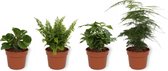 Set van 4 Kamerplanten - Asparagus Plumosus & Coffea Arabica & Nephrolepis Vitale & Peperomia Green Gold - ± 25cm hoog - 12cm diameter