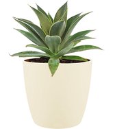 Mangave Lavender Lady - Kamerplant - Tuinplant - Met Elho® Bloempot Soap - 15cm