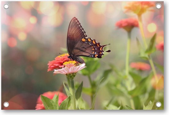 Petit papillon satyrium noir sur fleur rose - Affiche jardin 90x60, Décoration murale