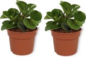 2x Peperomia plant - Green Gold - ± 25cm hoog - 12cm diameter