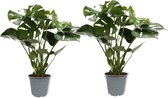 WL Plants - 2x Monstera Deliciosa - Kamerplanten - Monstera - Gatenplant - Luchtzuiverende Kamerplanten - ± 65cm hoog - 19cm diameter - in Kweekpot