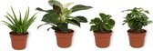 Set van 4 Kamerplanten - Aloe Vera & Peperomia Green Gold & Coffea Arabica & Philodendron White Wave - ± 25cm hoog - 12cm diameter