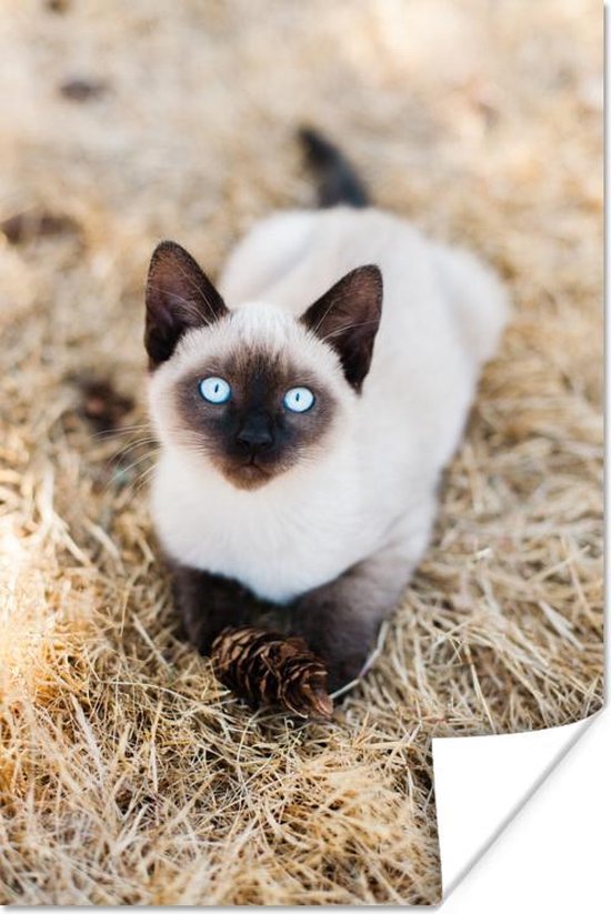 Un Chaton Siamois Aux Yeux Bleus Dans Le Foin Poster 80x1 Cm Tirage Photo Sur Bol Com