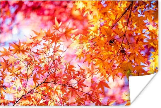 Japanse esdoorn met herfstkleuren