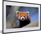 Fotolijst incl. Poster - Rode Panda - Oranje - Boom - 60x40 cm - Posterlijst