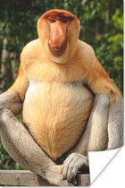 Poster Un singe proboscis sur une clôture 60x90 cm - Tirage photo sur Poster (décoration murale salon / chambre) / Poster Animaux sauvages