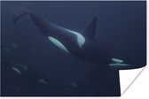 Poster Groep voorbijzwemmende orka's - 120x80 cm