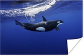 Poster Orka in helder water - 120x80 cm