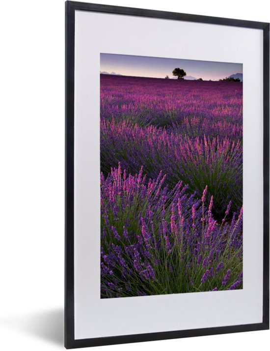 Fotolijst incl. Poster - Paarse lavendel bloemen in een veld - 40x60 cm - Posterlijst