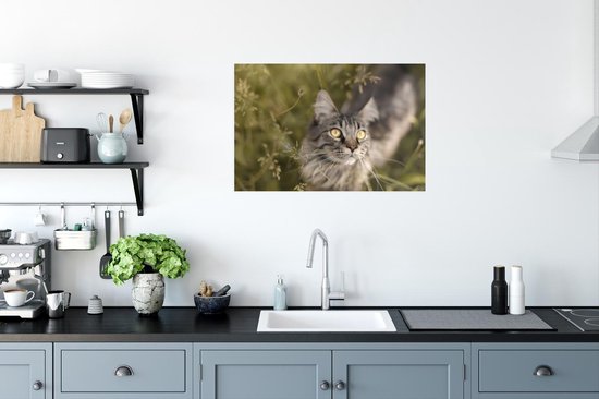 Un chat Maine Coon dans les hautes herbes Poster 90x60 cm - Tirage photo sur Poster (décoration murale salon / chambre) / Poster Animaux domestiques
