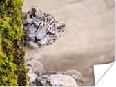 Poster Jeune léopard des neiges papier 160x120 cm - Tirage photo sur Poster (décoration murale salon / chambre) / Poster Animaux sauvages XXL / Groot format!