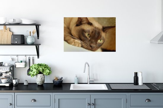 Poster Bruin gekleurde Burmese kat - 60x40 cm