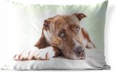 Buitenkussens - Tuin - Liggende hond fotoprint - 60x40 cm