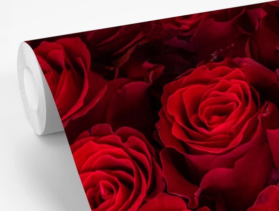 Papier peint photo peint photo vinyle - Roses rouges en fleurs largeur 420 cm x hauteur 280 cm - Tirage photo sur papier peint (disponible en 7 tailles)