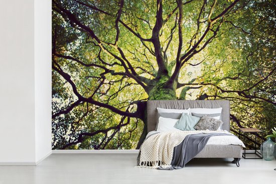 Behang - Fotobehang Takken van een oude boom - Breedte 330 cm x hoogte 220  cm | bol.com