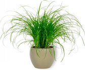 Kamerplant Cyperus Zumula – Kattengras - ± 20cm hoog – 12 cm diameter - in groene pot