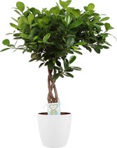 Ficus Macrocarpa Moclame Gevlochten Stam In ELHO Sierpot (wit) - Vers Van De Kweker - ↨ 65cm - ⌀ 18cm - [Mama's Planten]