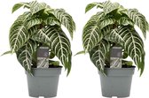 Decorum duo Botanica Aphelandra Green – ↨ 40cm – ⌀ 17cm