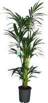 Decorum XL Kentia Palm – ↨ 160cm – ⌀ 24cm