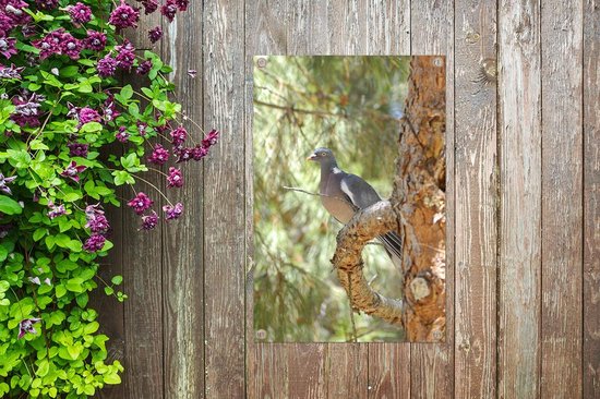 Tuinposter 60x90 cm - Tuindecoratie Houtduif - Boom - Natuur - Poster voor in de tuin - Buiten decoratie - Schutting tuinschilderij - Tuindoek muurdecoratie - Wanddecoratie balkondoek