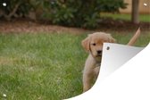 Muurdecoratie Golden Retriever pup in het groene gras - 180x120 cm - Tuinposter - Tuindoek - Buitenposter